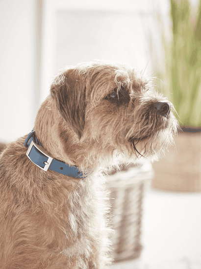 Blue Dog Collar