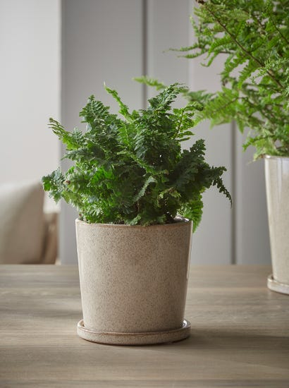 Speckled Glazed Planter & Saucer - Small