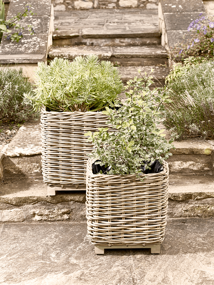 Product photograph of Two Square Rattan Planters from Cox and Cox.