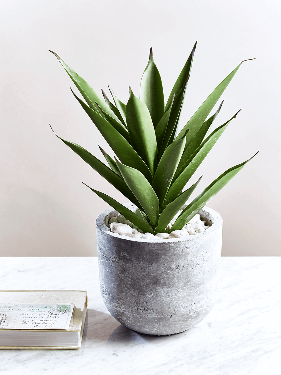 Photo of Faux potted aloe