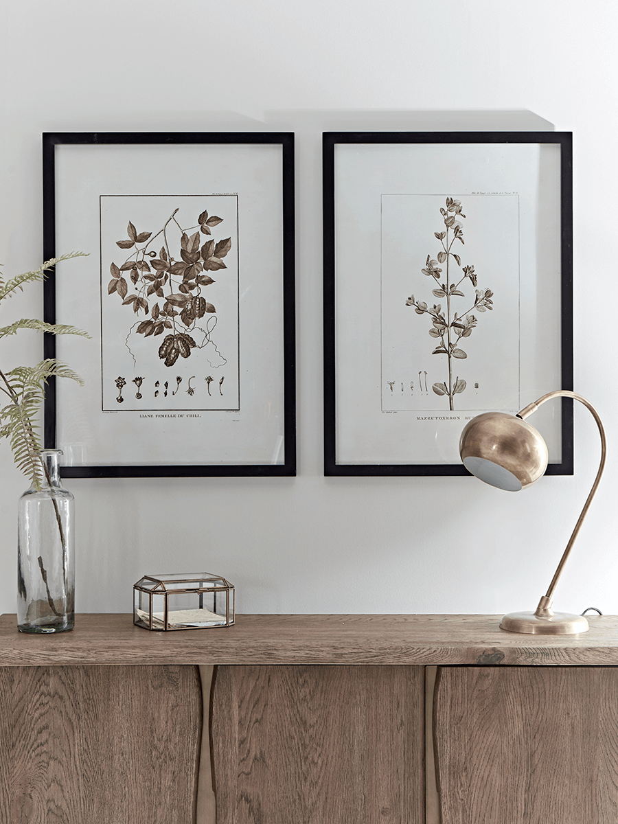 Product photograph of Two Framed Plant Prints from Cox and Cox