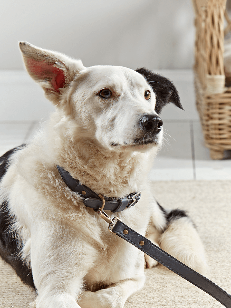 Photo of Navy leather dog collar - small