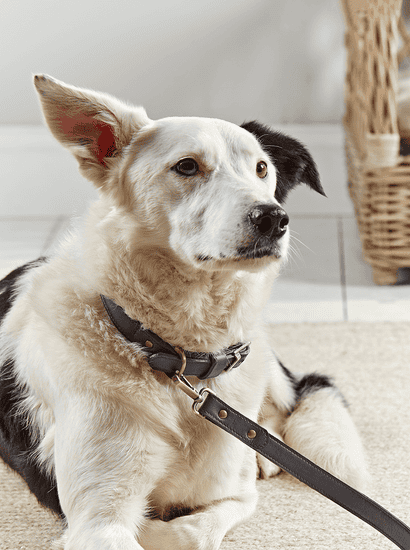 Navy Leather Dog Collar 