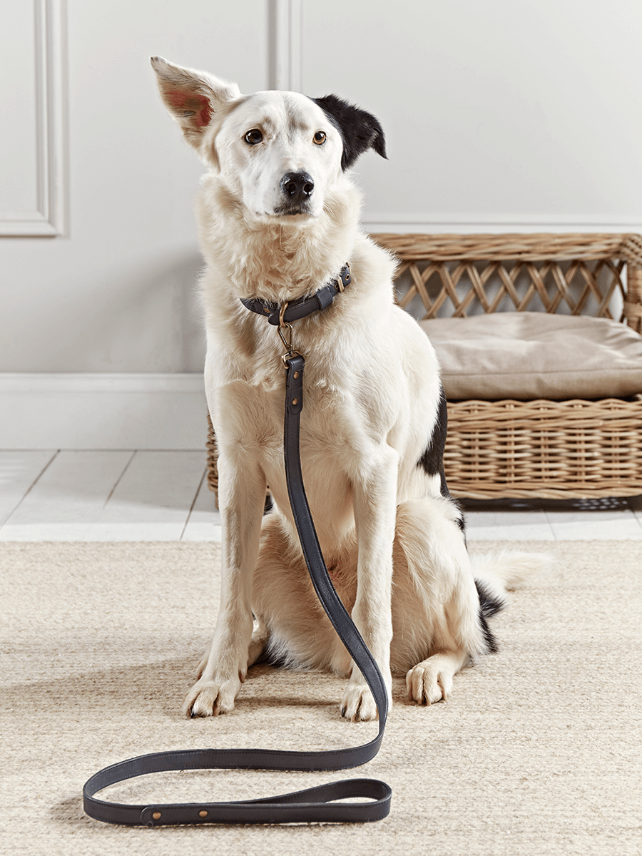 

Navy Leather Dog Lead