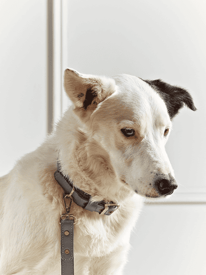 Grey Leather Dog Collar - Small