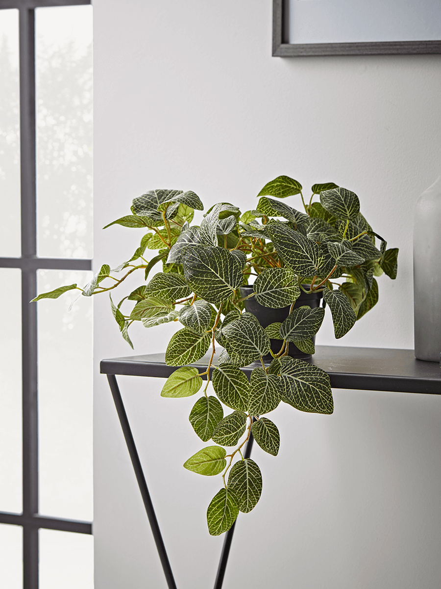 Product photograph of Faux Potted Fittonia from Cox and Cox