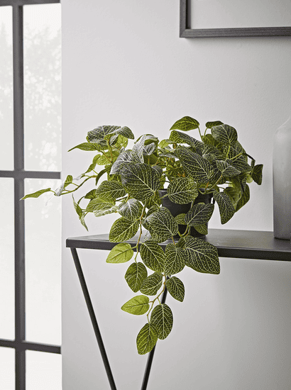 Faux Potted Fittonia
