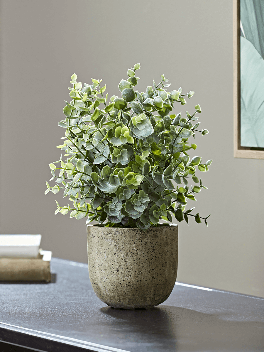 

Faux Potted Eucalyptus
