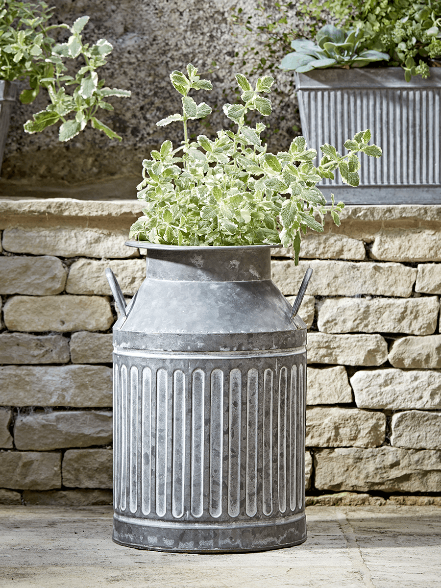 

Galvanised Milk Churn