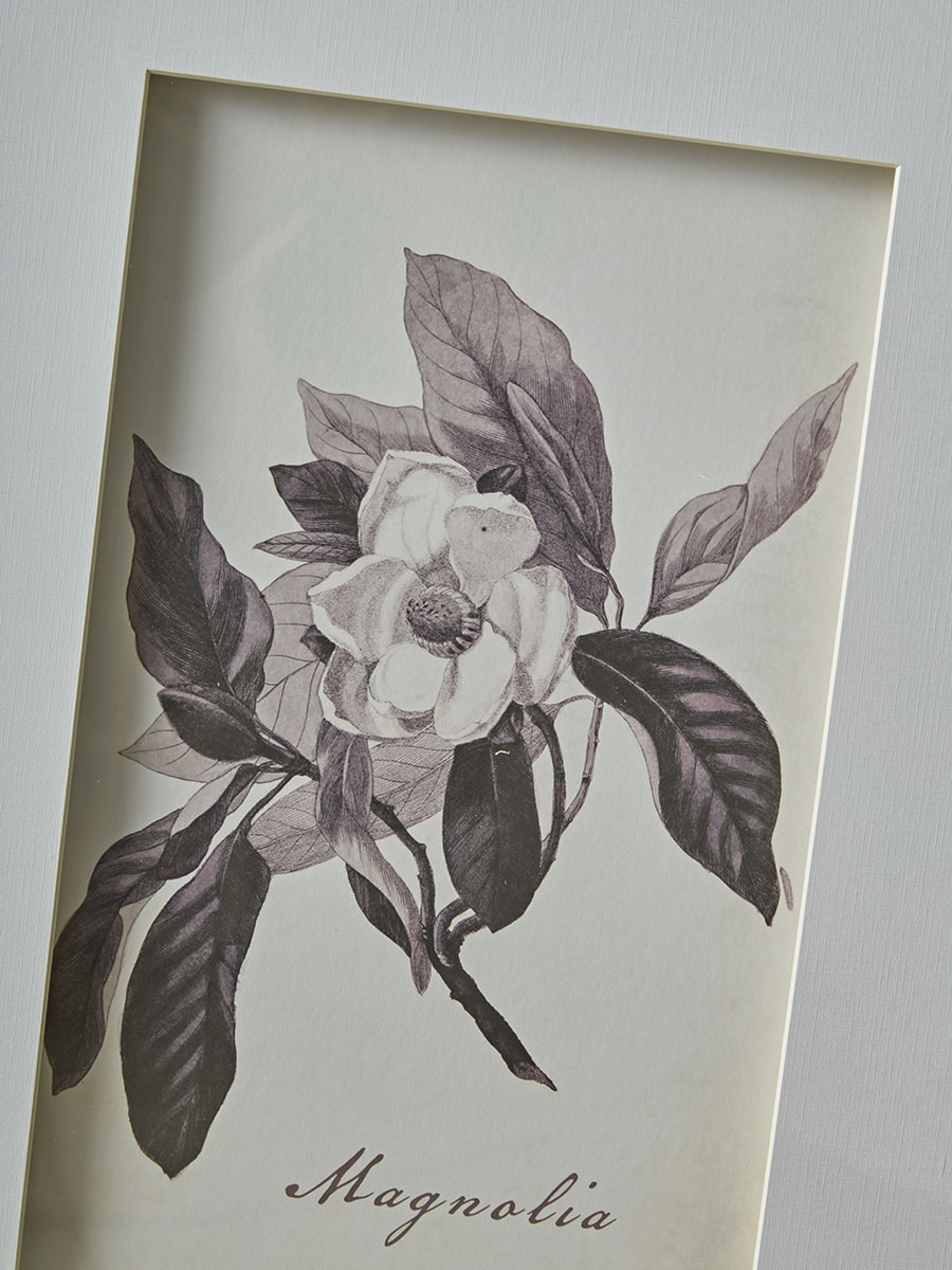 Product photograph of Four Botanical Framed Prints from Cox and Cox.