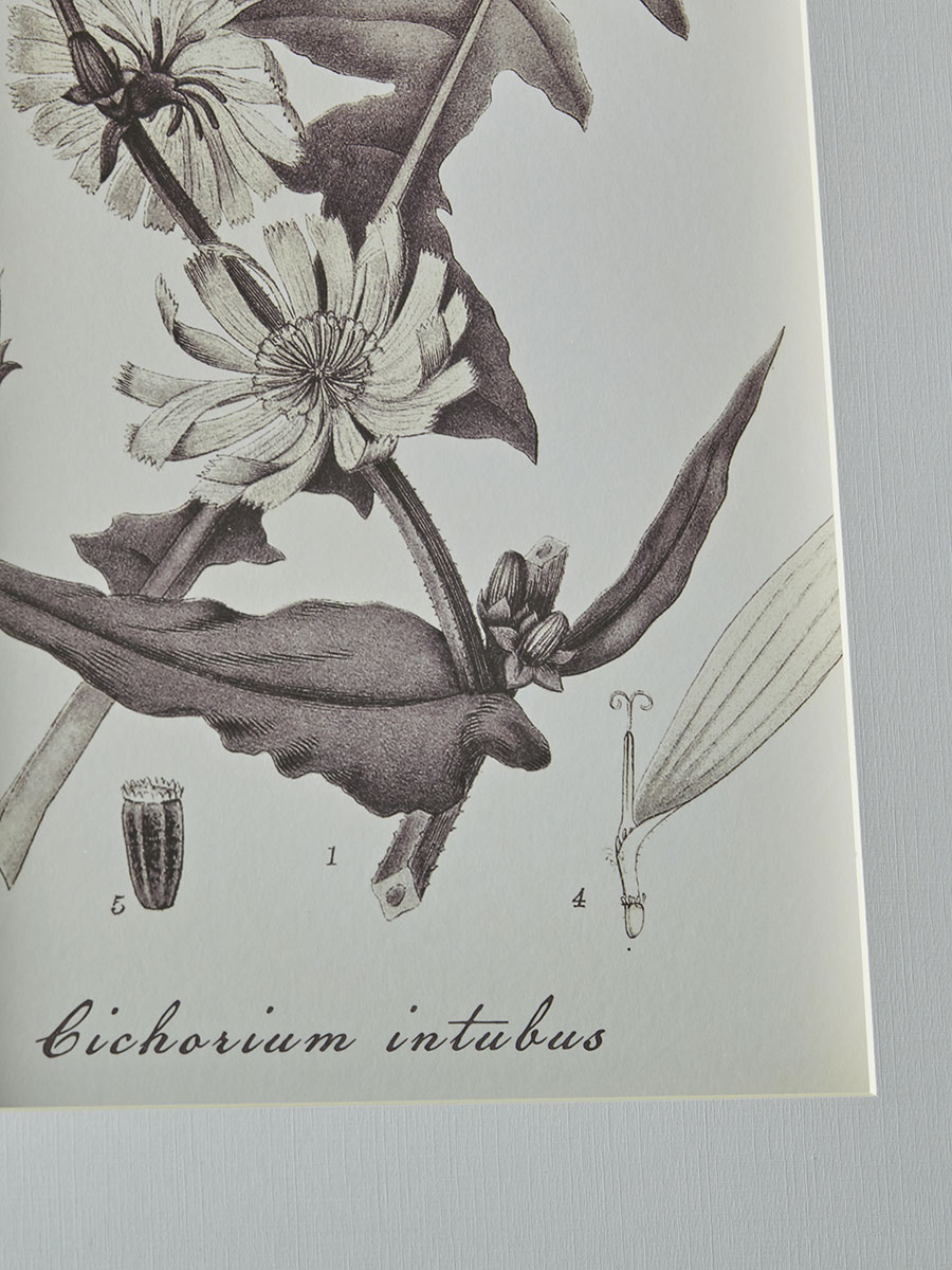 Product photograph of Four Botanical Framed Prints from Cox and Cox.