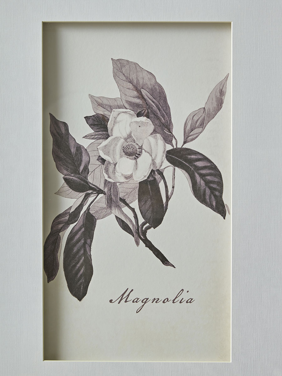 Product photograph of Four Botanical Framed Prints from Cox and Cox.