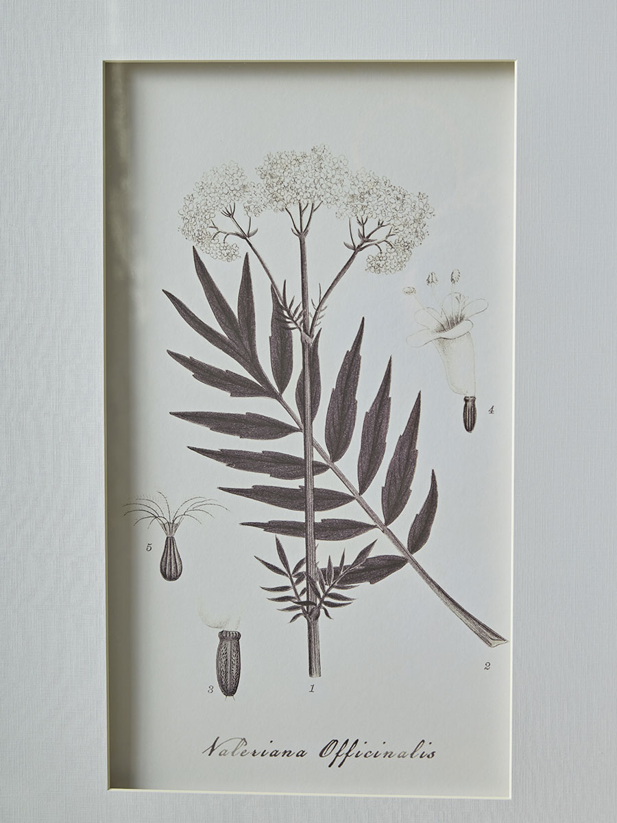 Product photograph of Four Botanical Framed Prints from Cox and Cox.