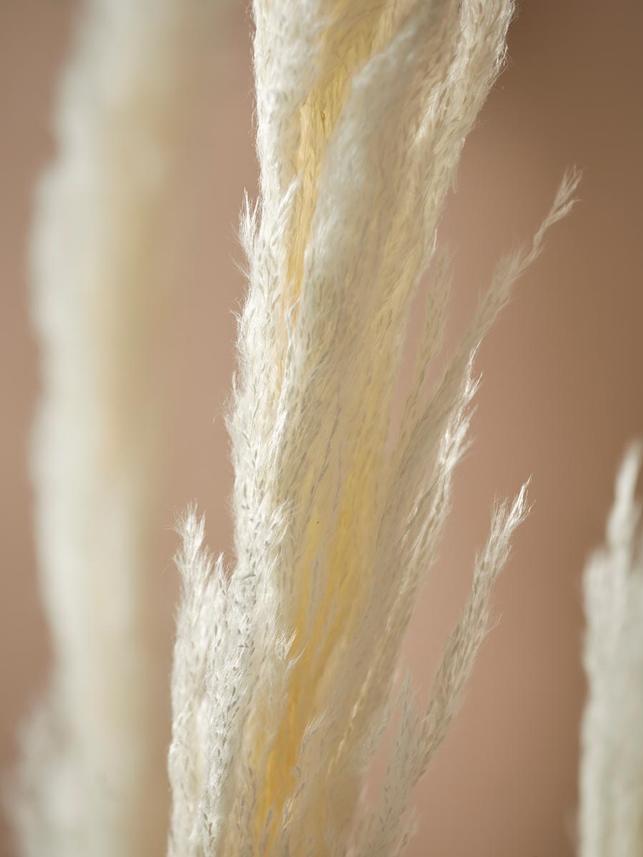 Product photograph of Six Pampas Grass Stems - Cream from Cox and Cox.