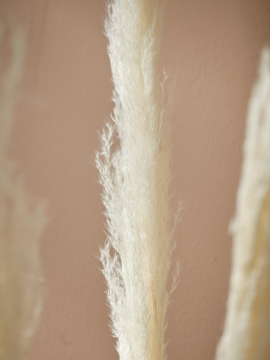 Product photograph of Six Pampas Grass Stems - Cream from Cox and Cox.