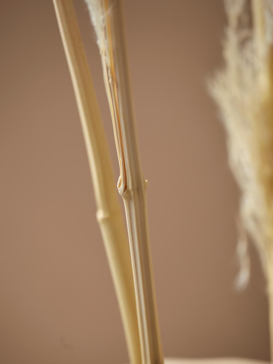 Product photograph of Six Pampas Grass Stems - Cream from Cox and Cox.