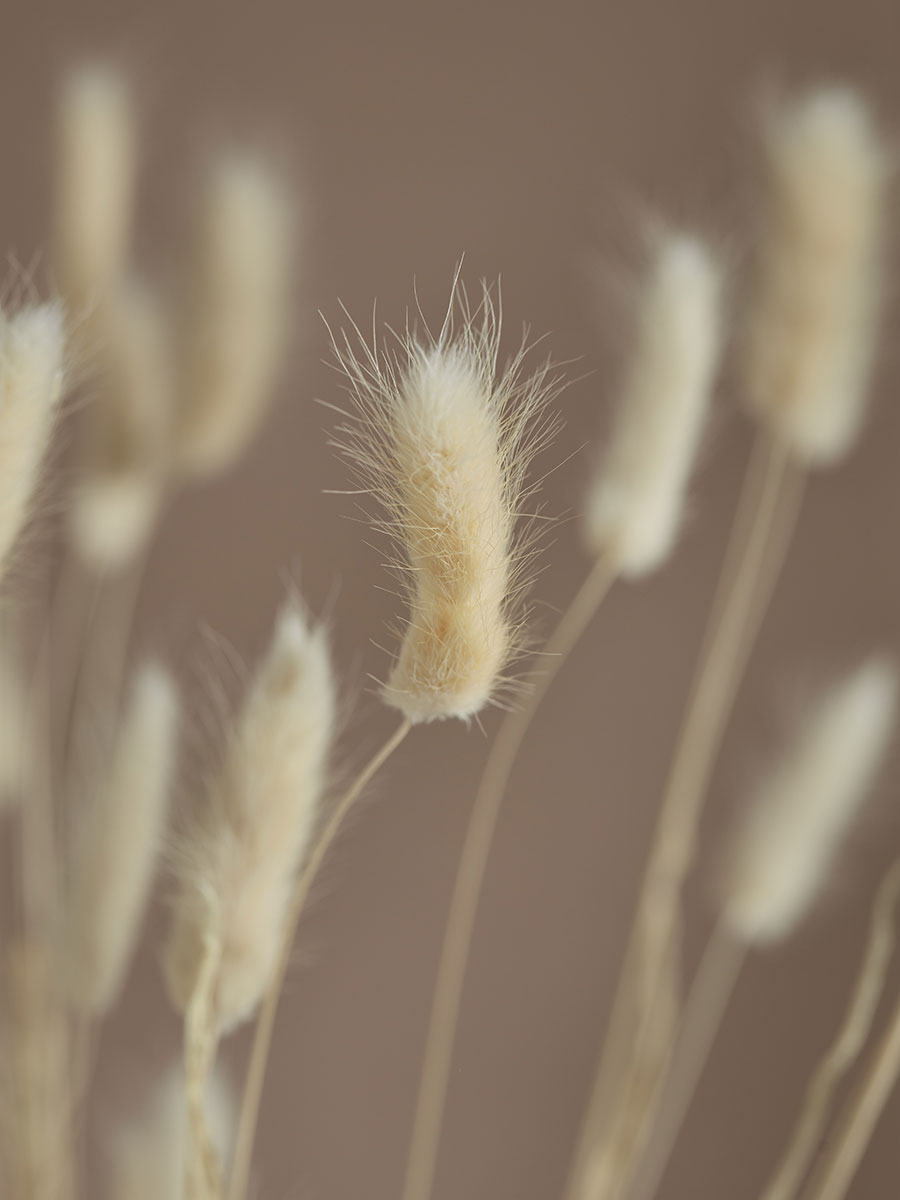 Product photograph of Dried Bunny Tail Bouquet from Cox and Cox.