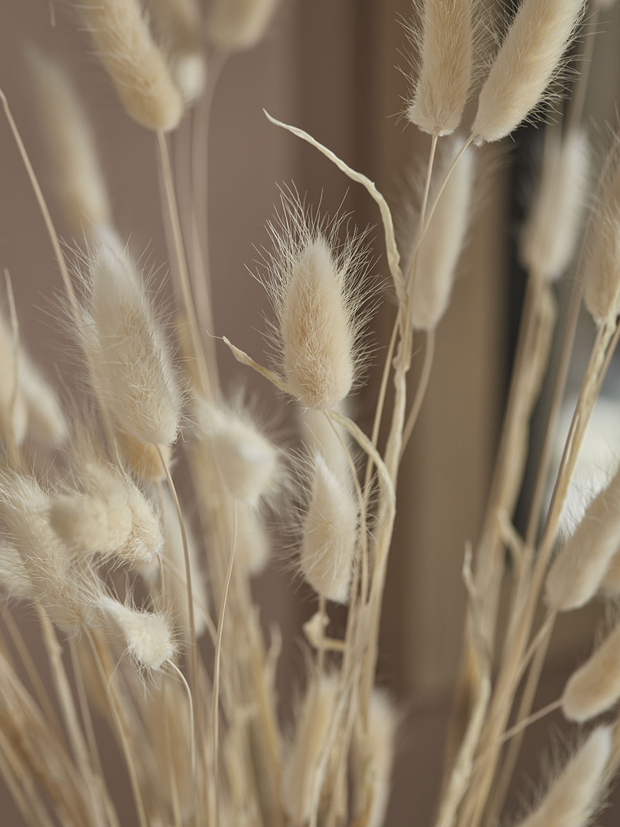 Product photograph of Dried Bunny Tail Bouquet from Cox and Cox.
