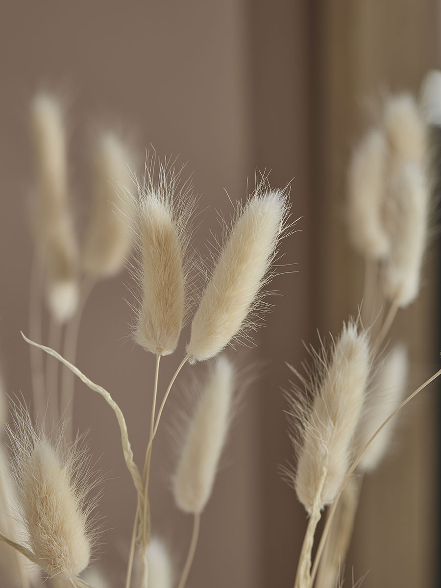 Product photograph of Dried Bunny Tail Bouquet from Cox and Cox.