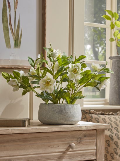 Faux Potted Hellebore - Cream